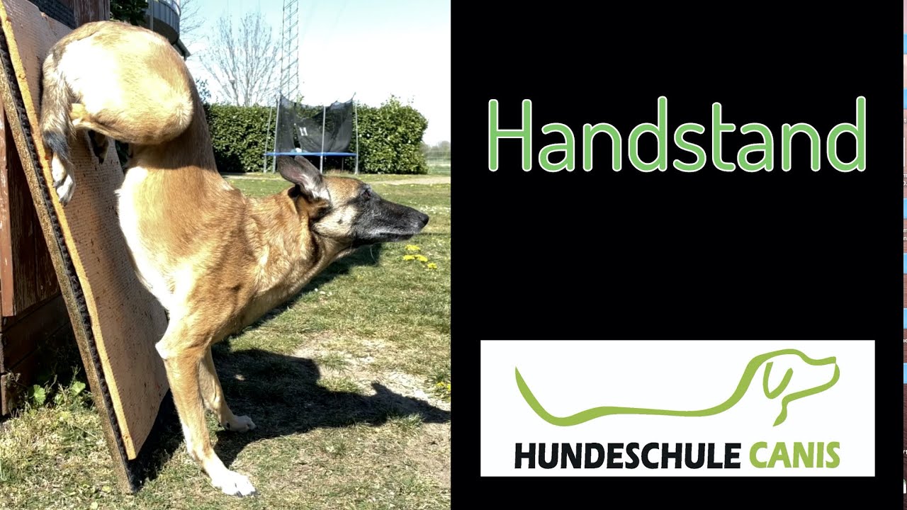 Handstand - Hundeschule Canis