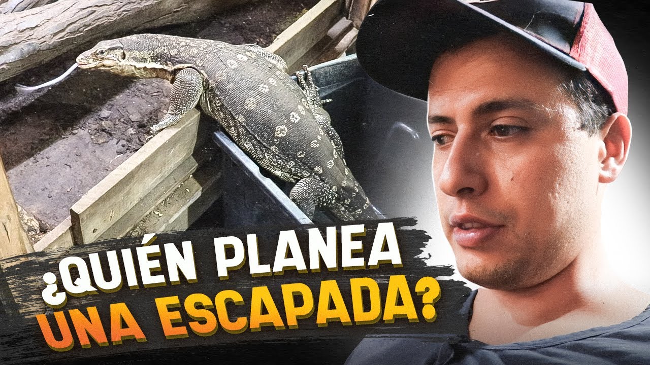 Se Volvió A Escapar Mi Lagartija Gigante!!!