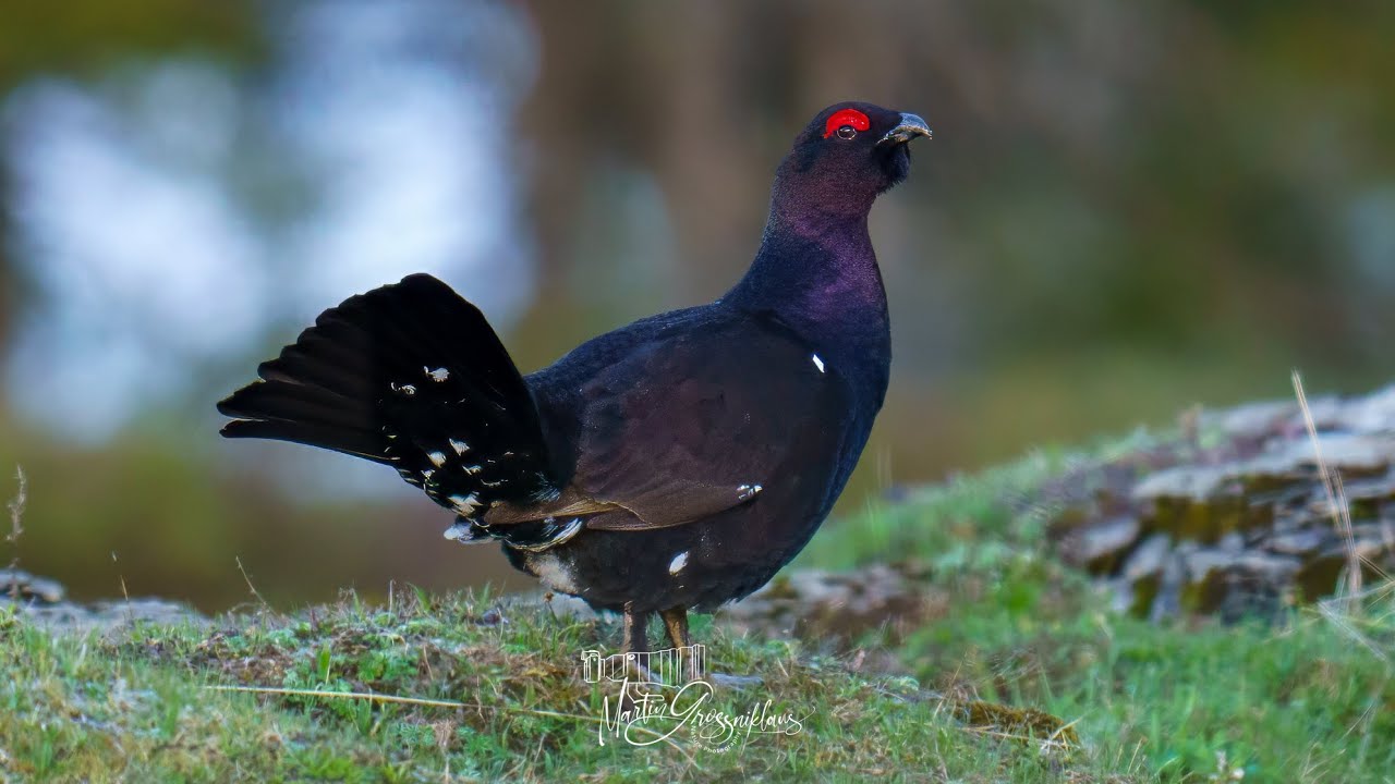Mai in den Alpen | May in the Alps🇨🇭(feat. Rackelhahn,Birkhahn | Black Grouse,Murmeltiere | Marmots)