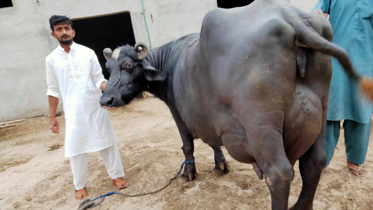 33.851 Last Record - Can This Buffalo Makes A New Record