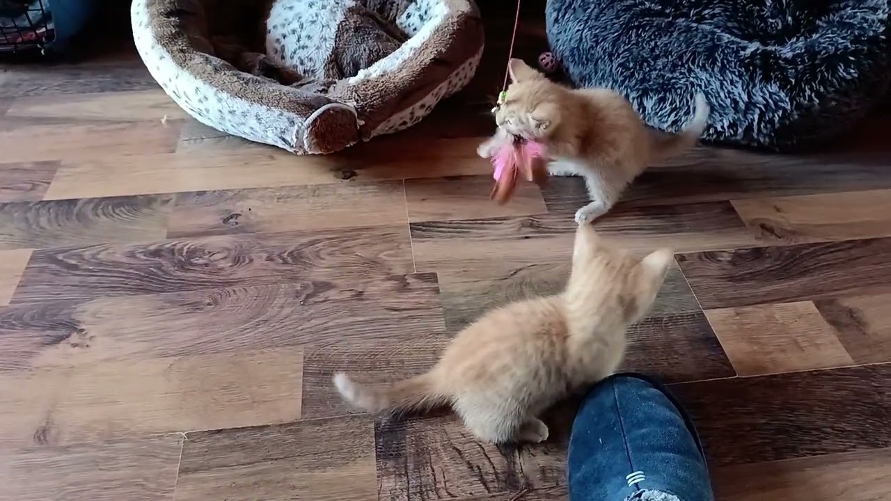 Trying to tire out kittens