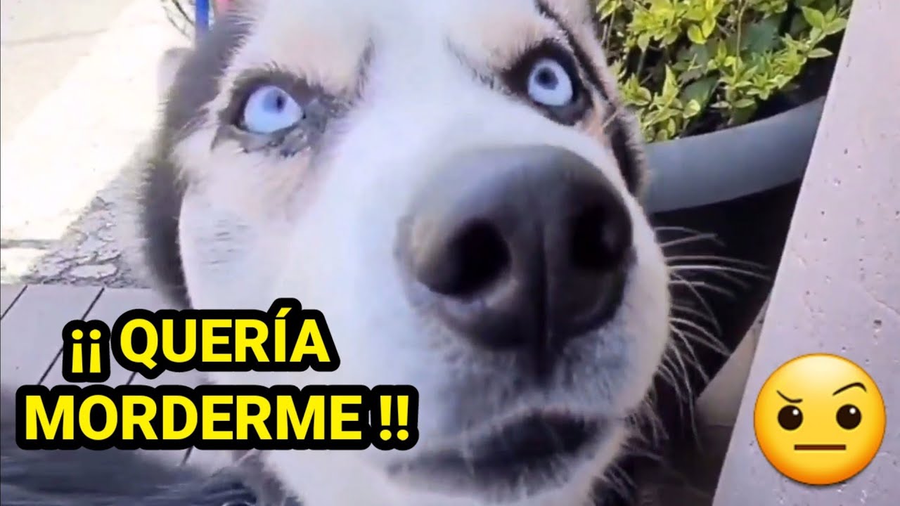 Quería morderme !!🤨 *MEJORES VÍDEOS DE PERROS QUE ROMPIERON EL SISTEMA*😱¡¡ HABLAN !!