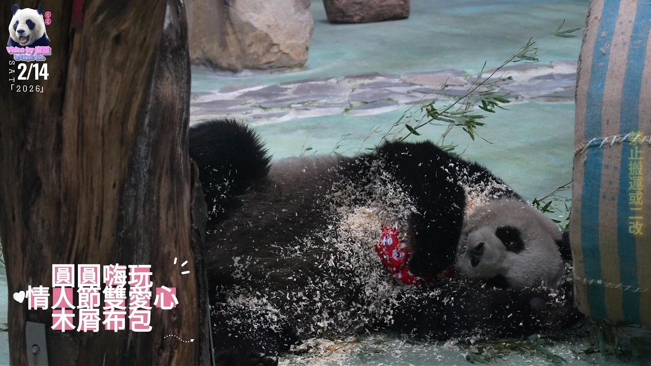 20260214 圓圓嗨玩雙愛心木屑布包，陪大家一起過情人節 The Giant Panda Yuan Yuan