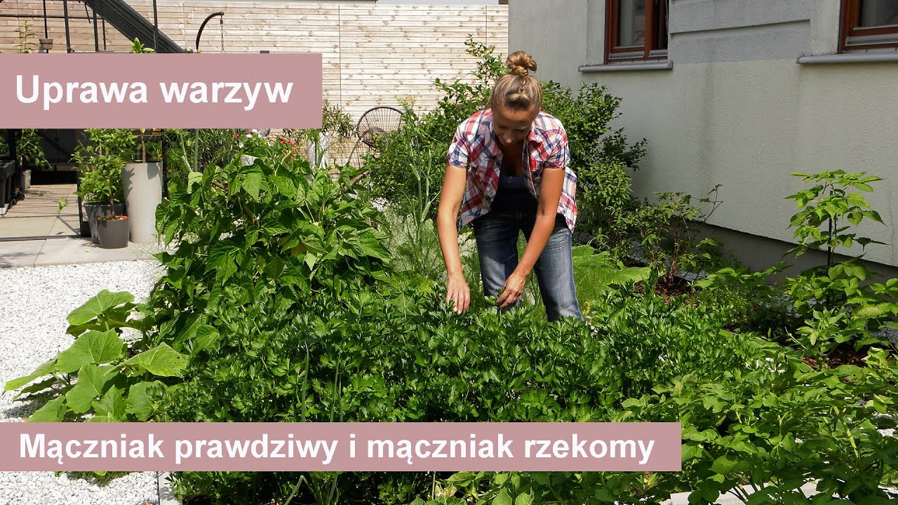 Mączniak prawdziwy i mączniak rzekomy - uprawa warzyw w ogrodzie