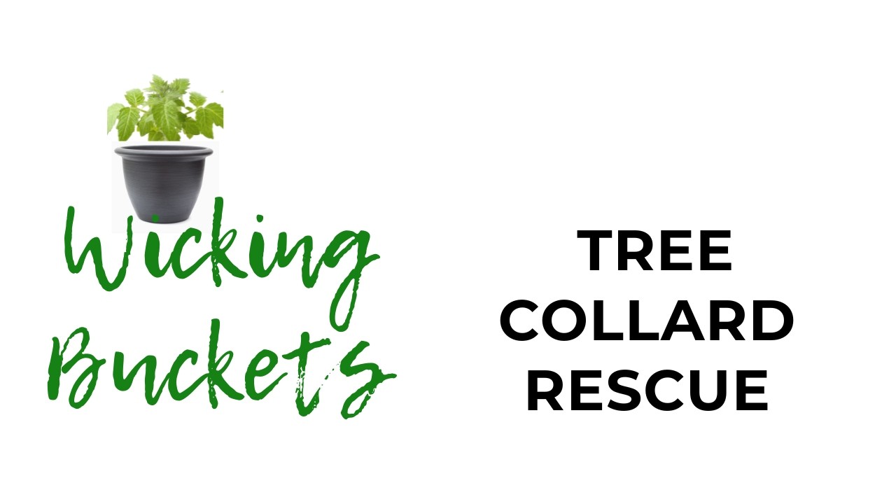 TREE COLLARD RESCUE USING RECYCLED WICKING BUCKETS