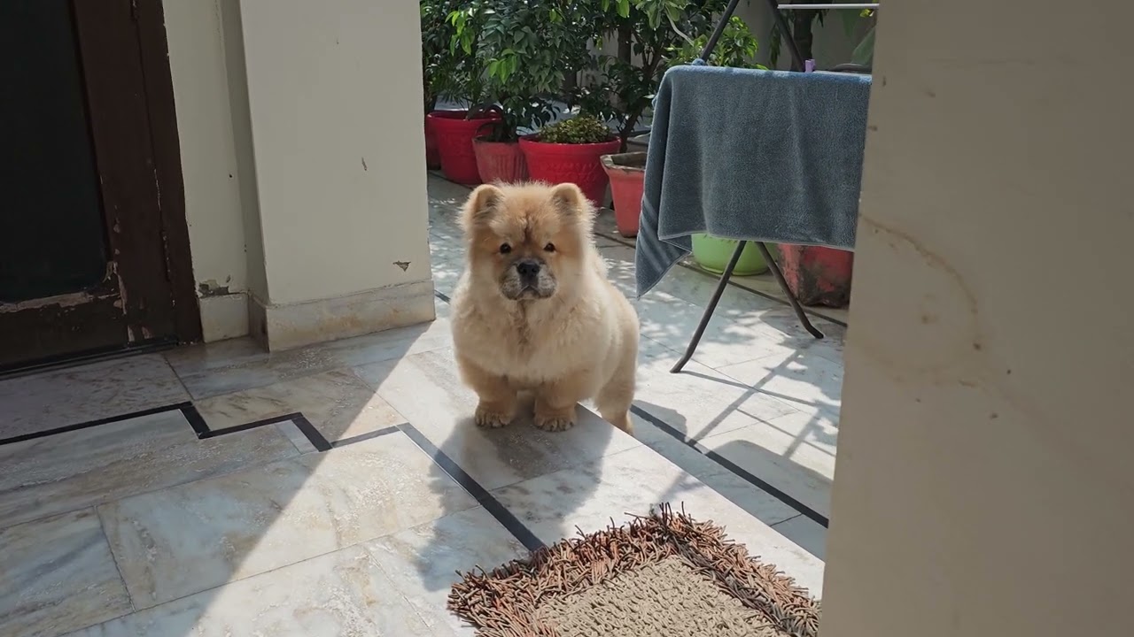 4 months chow chow puppy barking