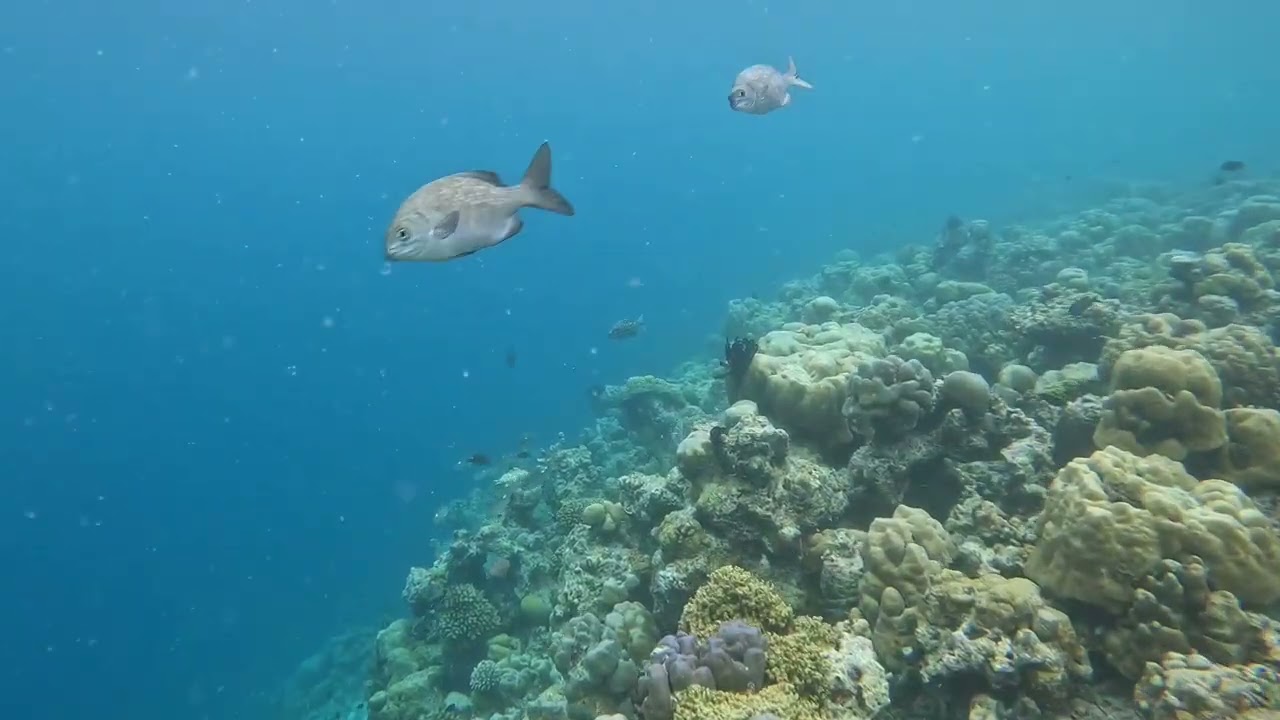 Dhigali House Reef Diving
