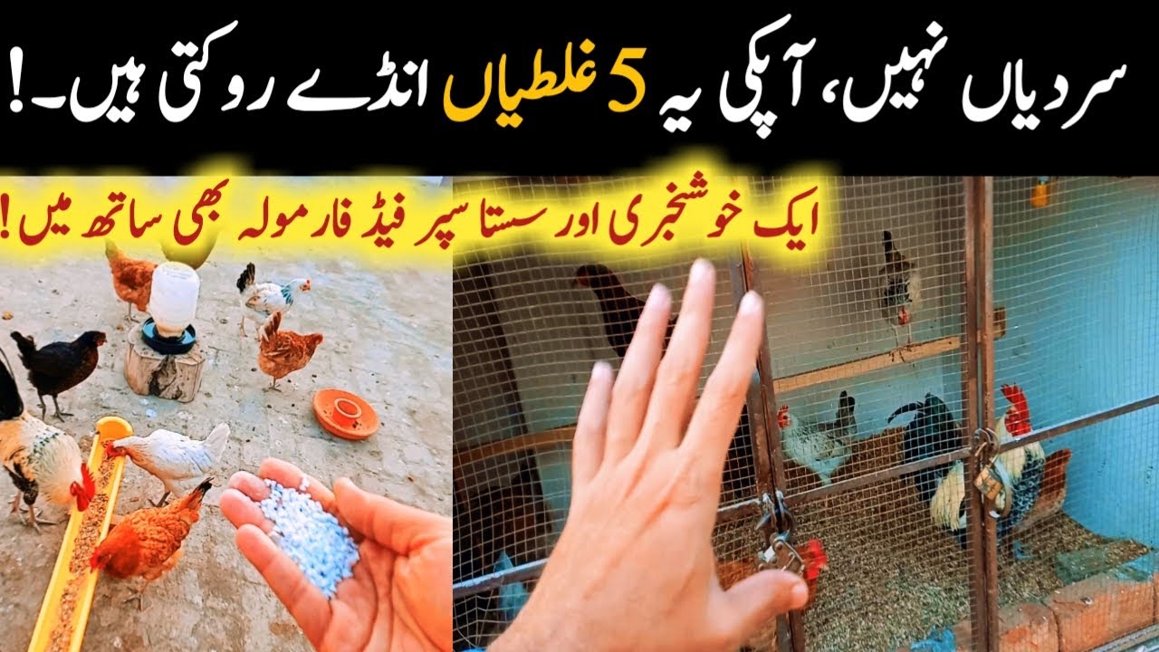 5 mistakes that stop egg production from hens || winter feed formula for hen and good news for you!