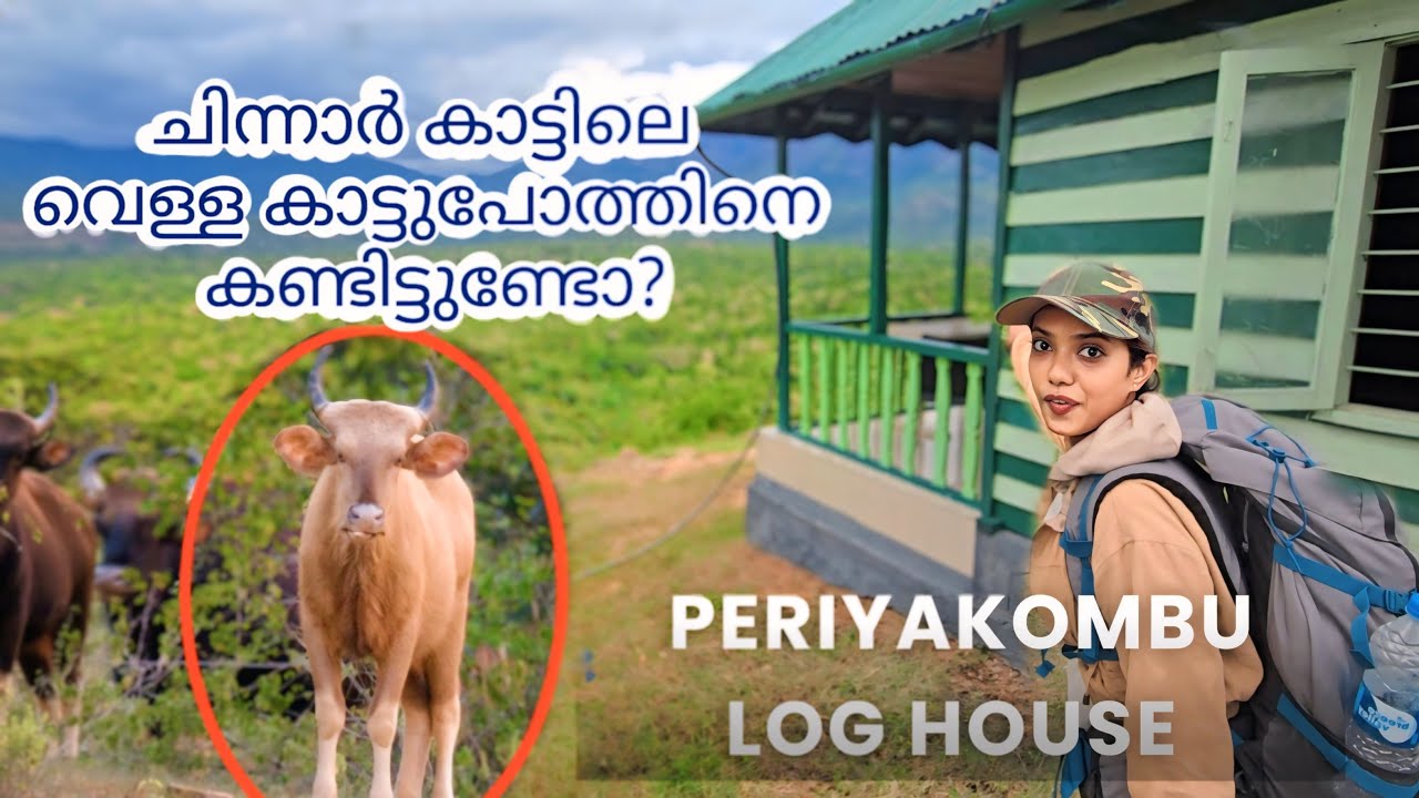Periyakombu Log House | വെള്ള കാട്ടുപോത്ത് | Albino Gaur | Chinnar Wildlife Sanctuary | 4K