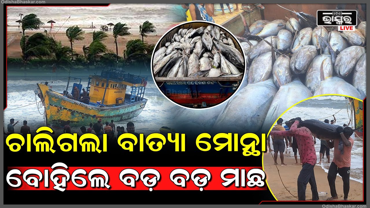 ବାତ୍ୟା ମୋନ୍ଥା ଯୋଗୁଁ  ଏପଟେ ପୁରୀ ସମୁଦ୍ରରେ ବିଶାଳ ବିଶାଳ ମାଛ ବୋହିନେଲେ ଲୋକ