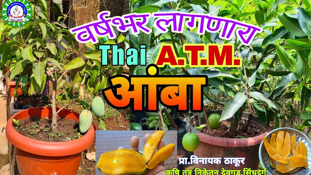 वर्षभर लागणारे थाई ATM आंबा व रुमानी आंबा./All seasonal Thai / ATM Mango & Rumani  mango