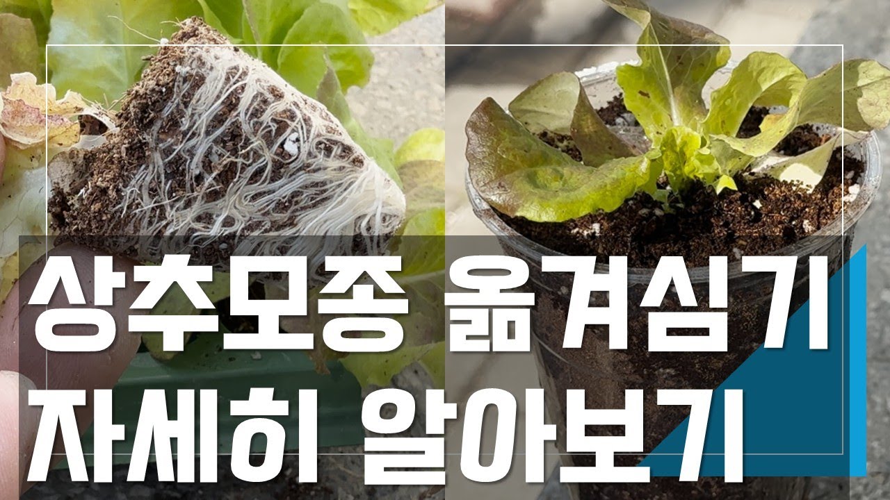 상추 모종 옮겨심기 완벽 가이드 - 뿌리 건강부터 물주기까지, 화분에 옮겨심기
