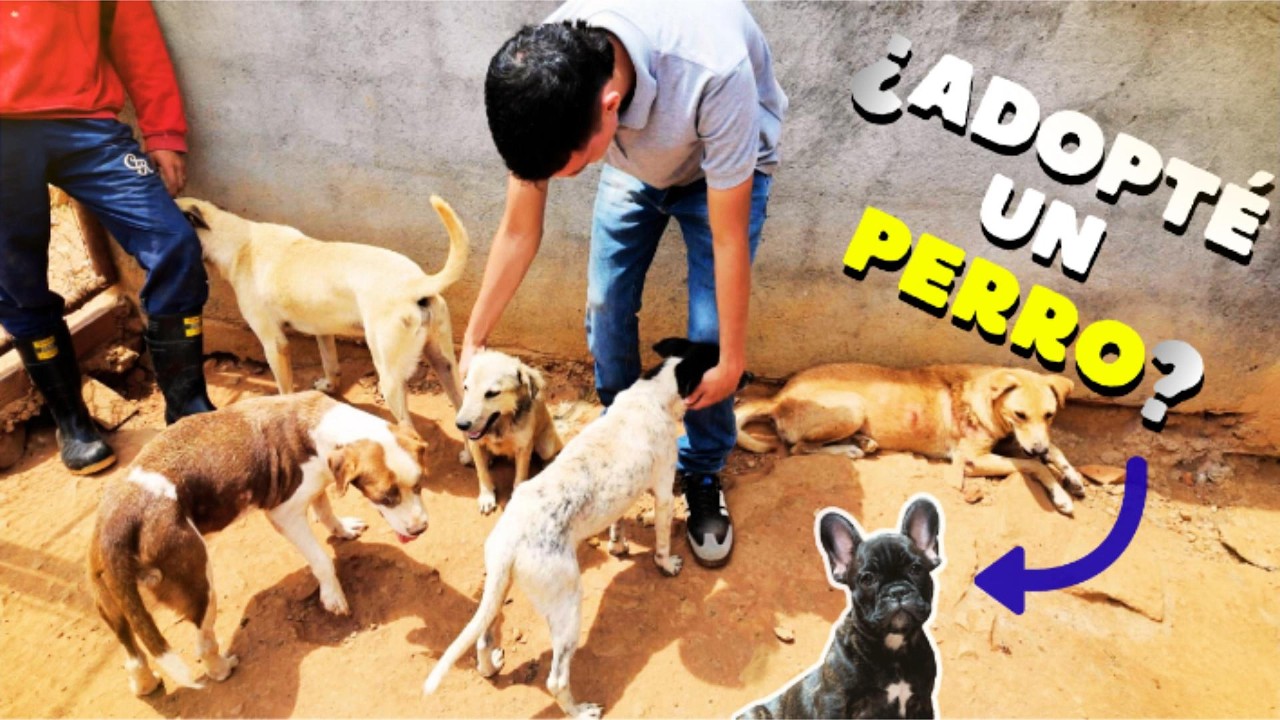 Así viven los perros RESCATADOS de la CALLE en un REFUGIO de Colombia | FINAL INESPERADO