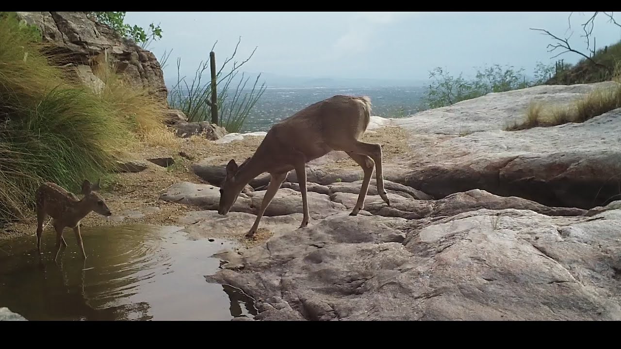Bobcat attacks fawn