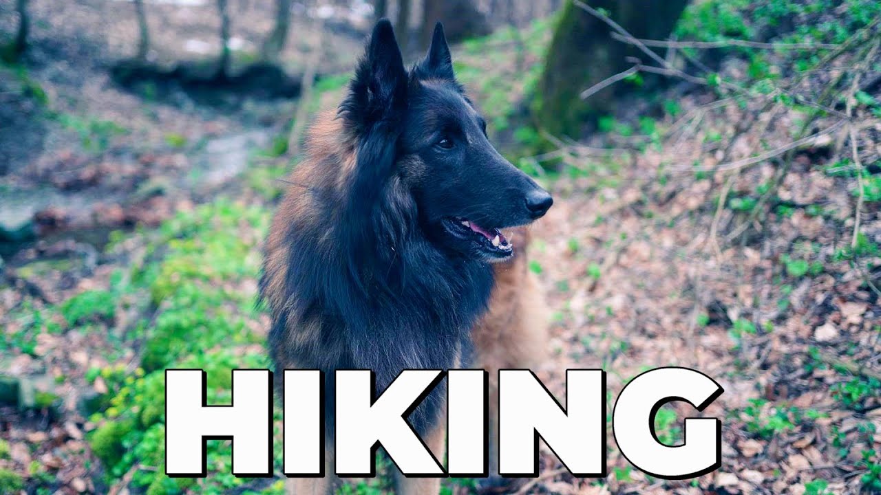 Hiking with my Belgian Shepherd Dog