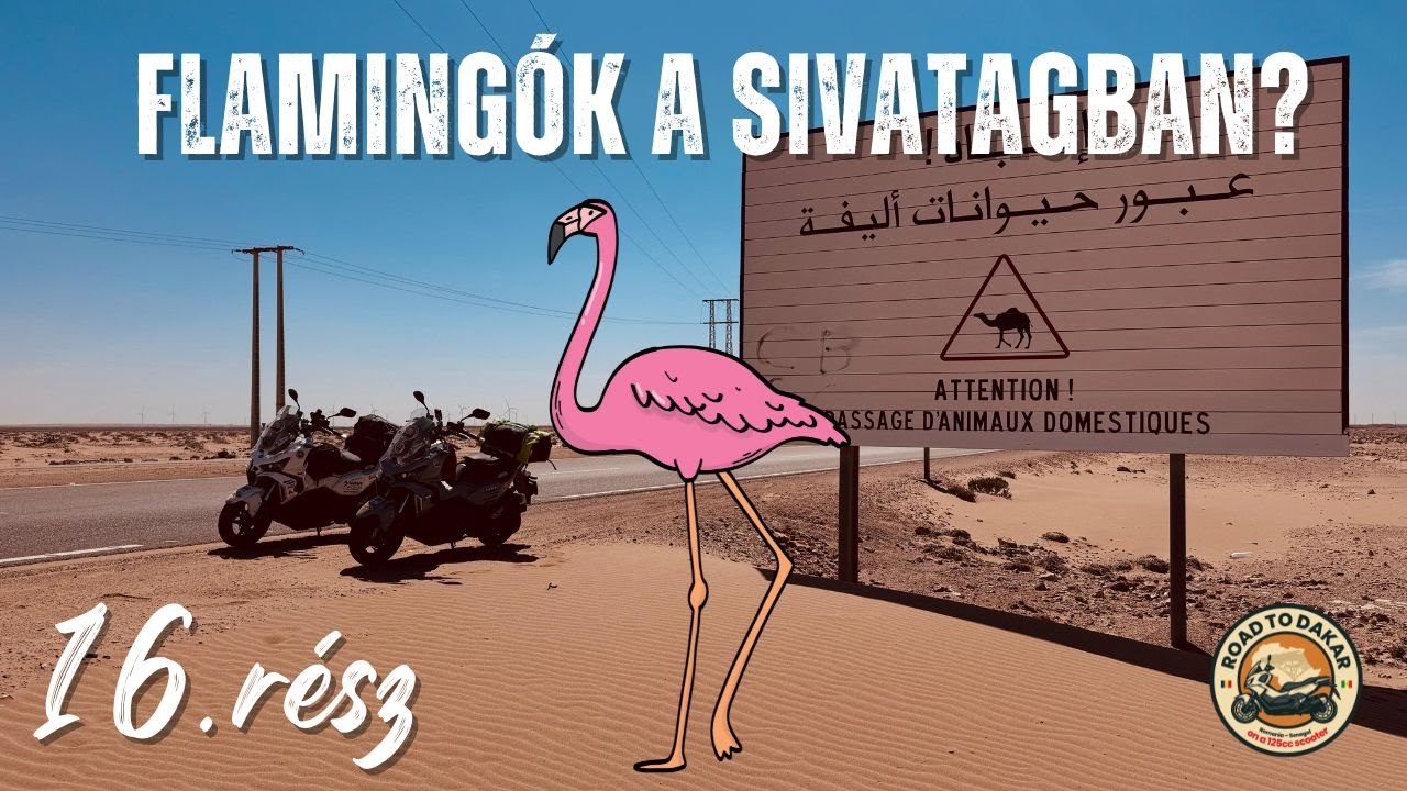16 - A legrosszabb szállás eddig, Flamingók a Szaharában, úton El-Ajúnba