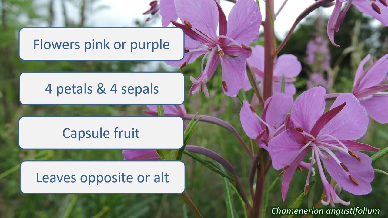 Onagraceae - UK wildflowers - Five-minute families