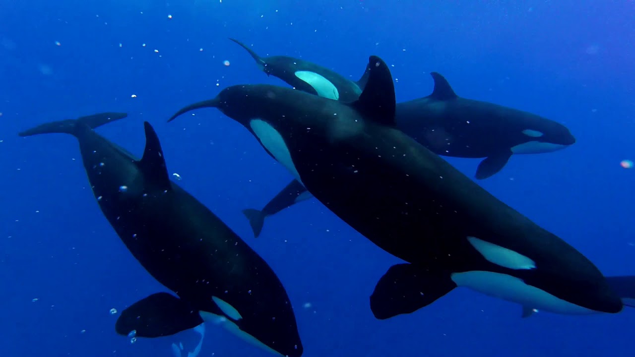 Swimming with Killers whales in Bora Bora