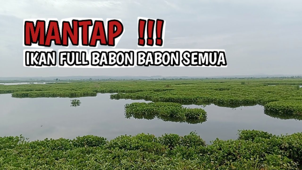 MANTAP❗IKAN FULL BABON BABON SEMUA|Rawa Jabung Lamongan