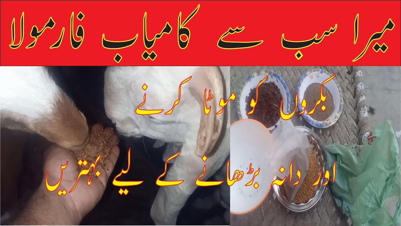 Mera subse kamyab formula | bakro ko mota karne | dana barhane k lie behtreen | haiders divine goat