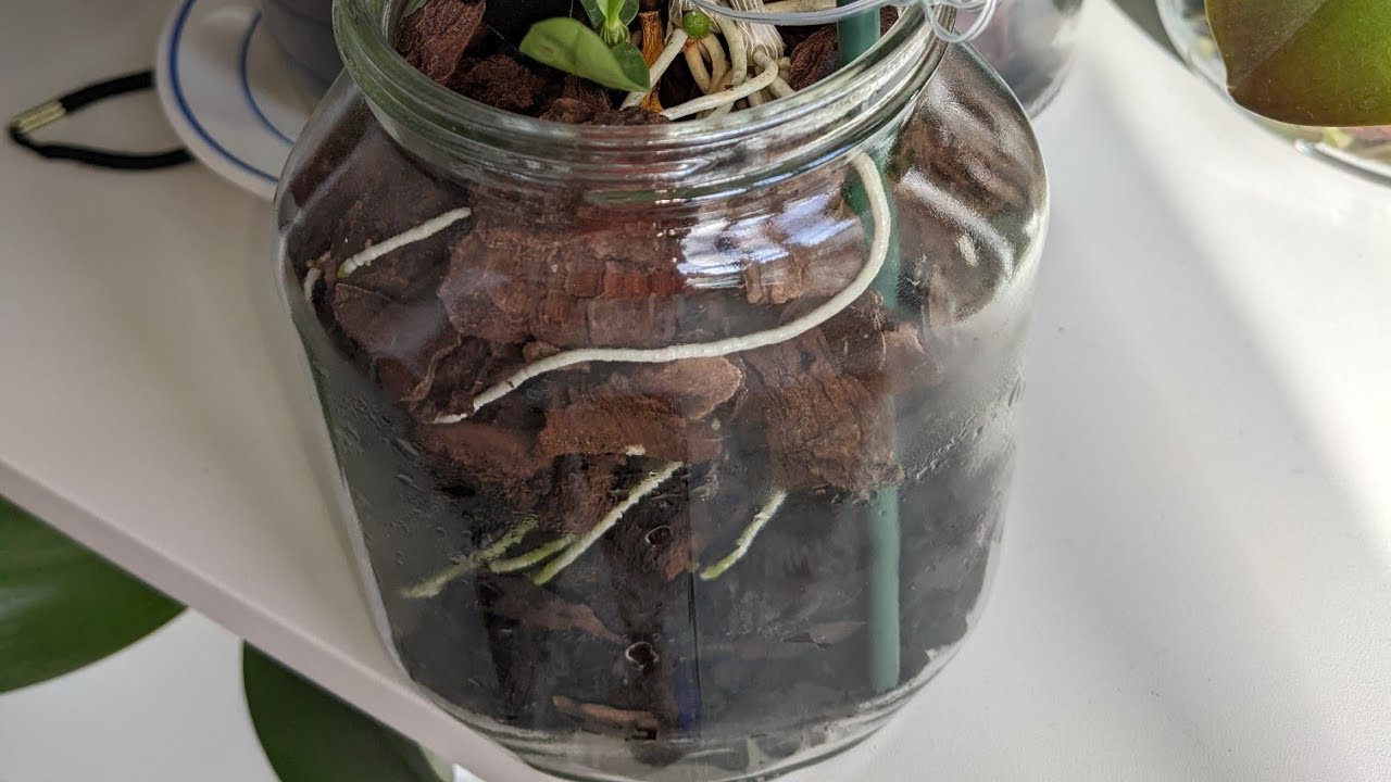 Dendrobium Nobile, plantados no vidro será que vai dar certo?  😱😱😱