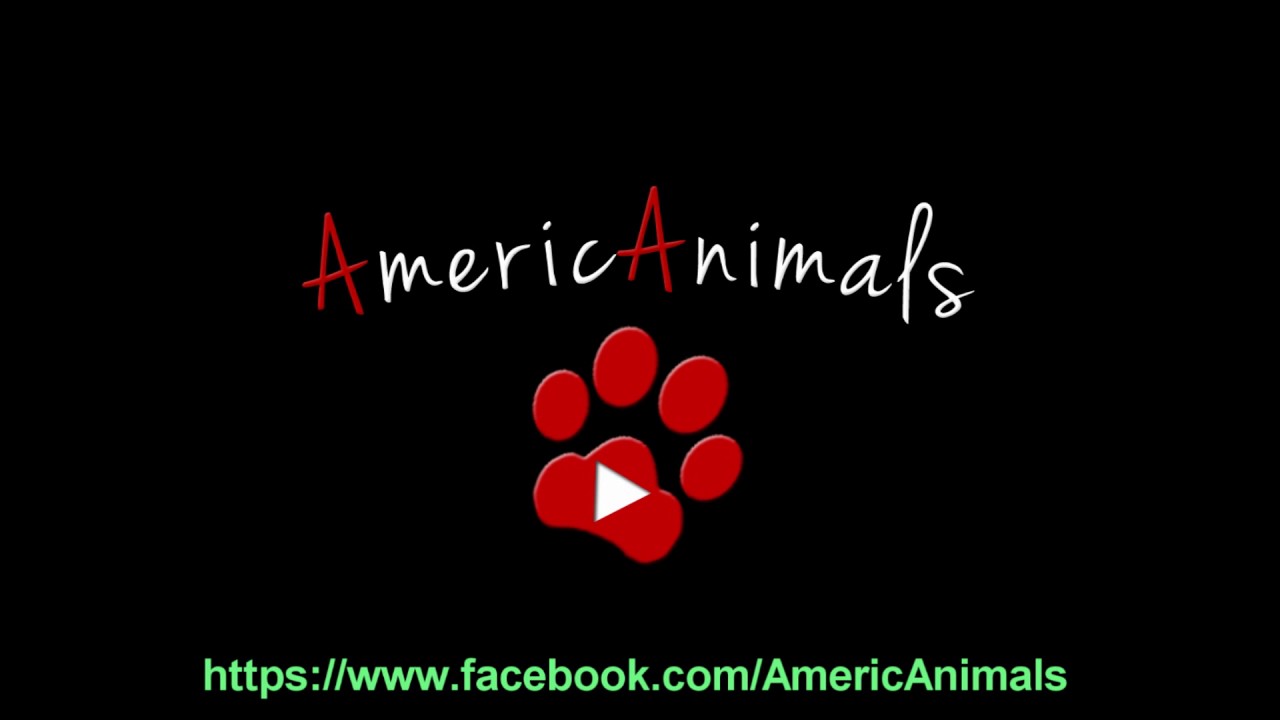 THE AmericAnimals - Bad Man -