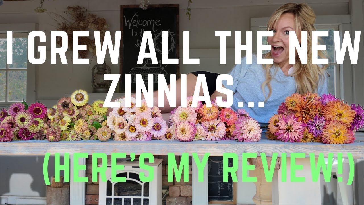 I wouldn’t grow this one again… zinnia review!