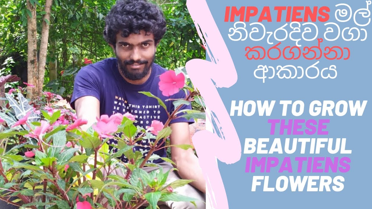 impatiens මල් නිවැරදිව වගා කරගන්නා ආකාරය.  Island-wide delivery is available ,WhatsApp 0760714402
