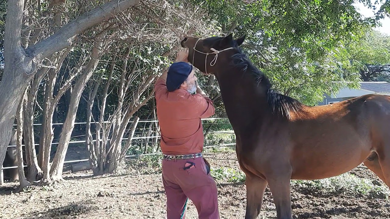 Doma Natural Hablemos Caballo como desparasitar por primer vez