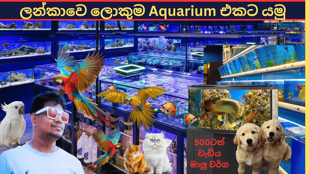 ලංකාවේ ලොකුම විසිතුරු මාලු කඩේ සුපිරි මාලු | Royal aquarium | #Vlog1