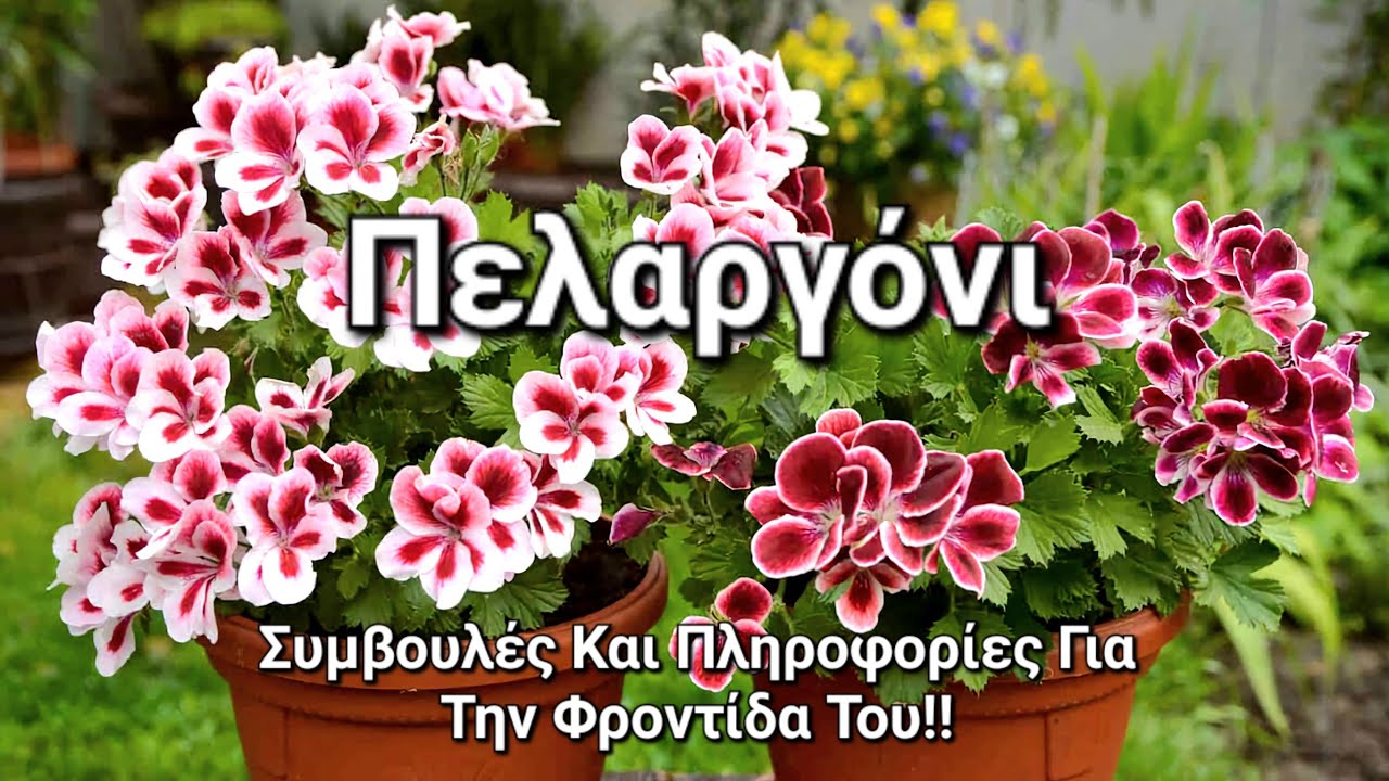 Πελαργόνι : Συμβουλές Και Πληροφορίες Για Την Φροντίδα Του!! #πελαργόνι #γεράνι