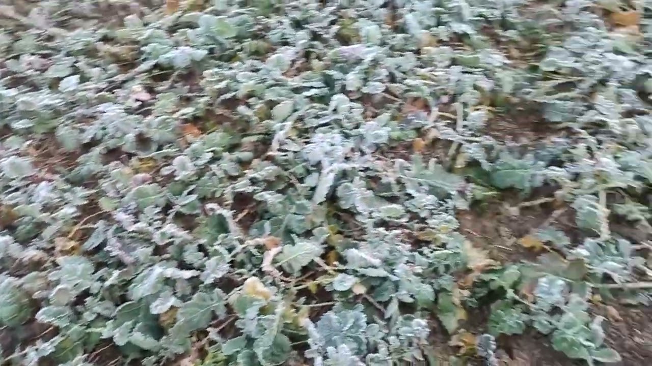 Pomysł na przyszły rok.