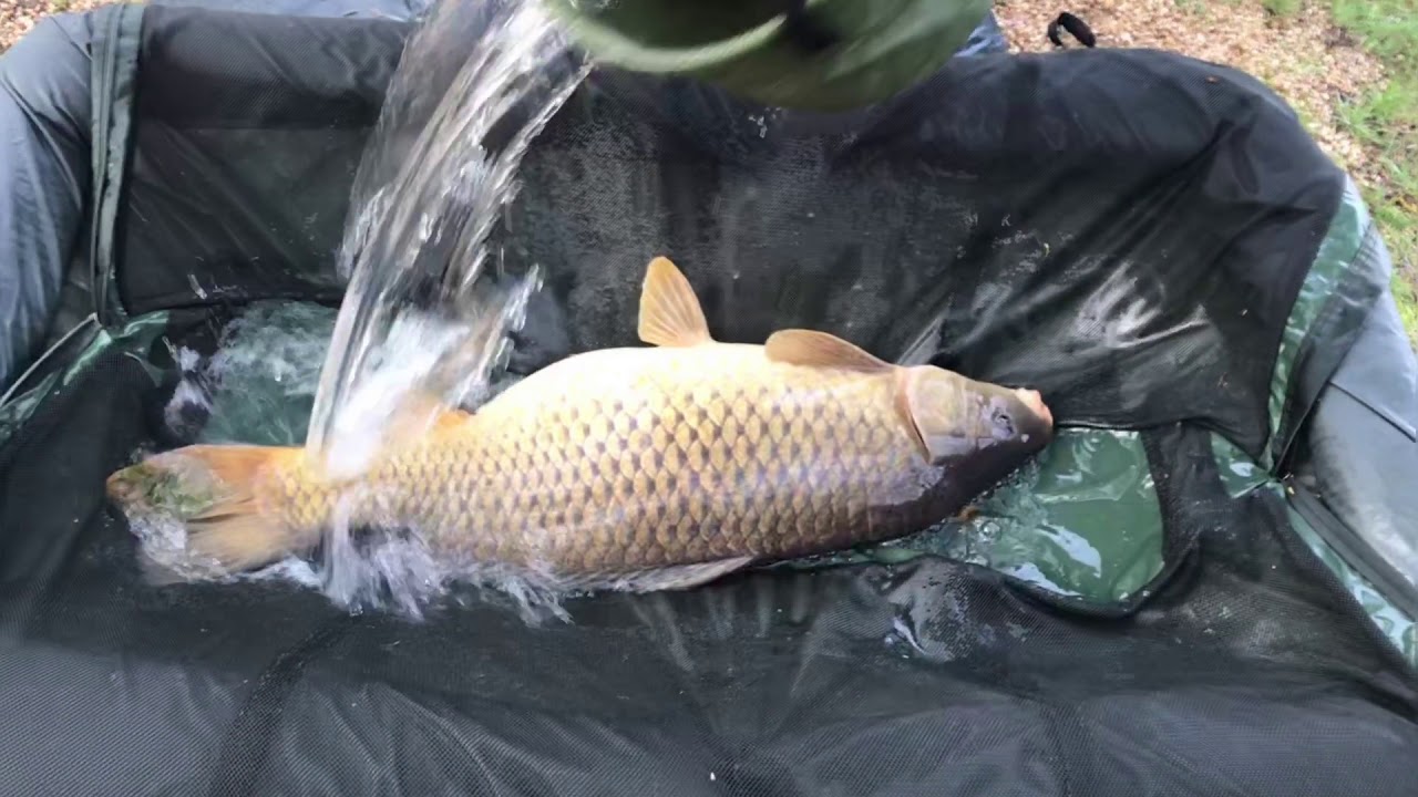 Carpe PESCALIS 2019