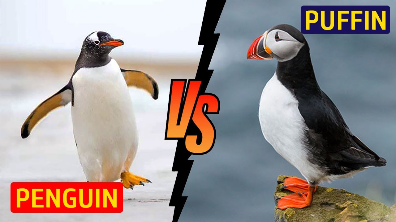 Penguin Vs Puffin - Puffin Vs Penguin | Top10 DotCom
