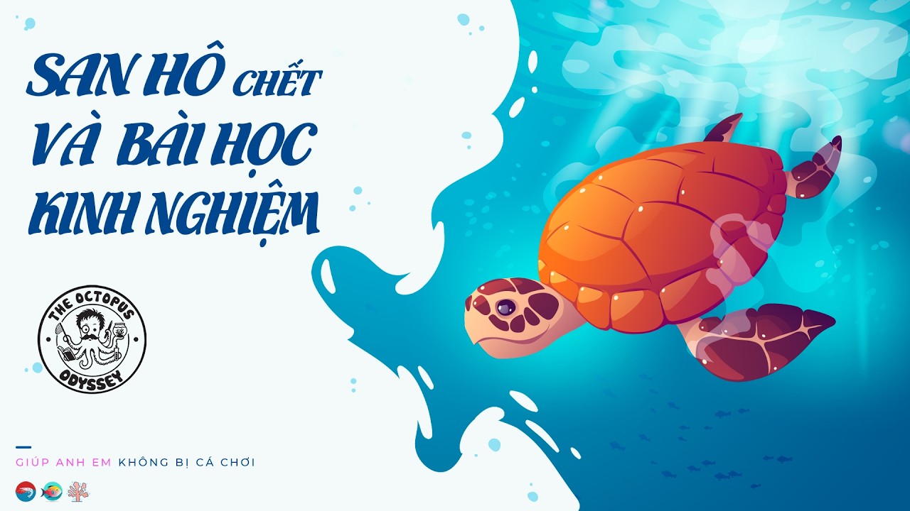 Những lỗi khiến san hô chết và bài học rút ra