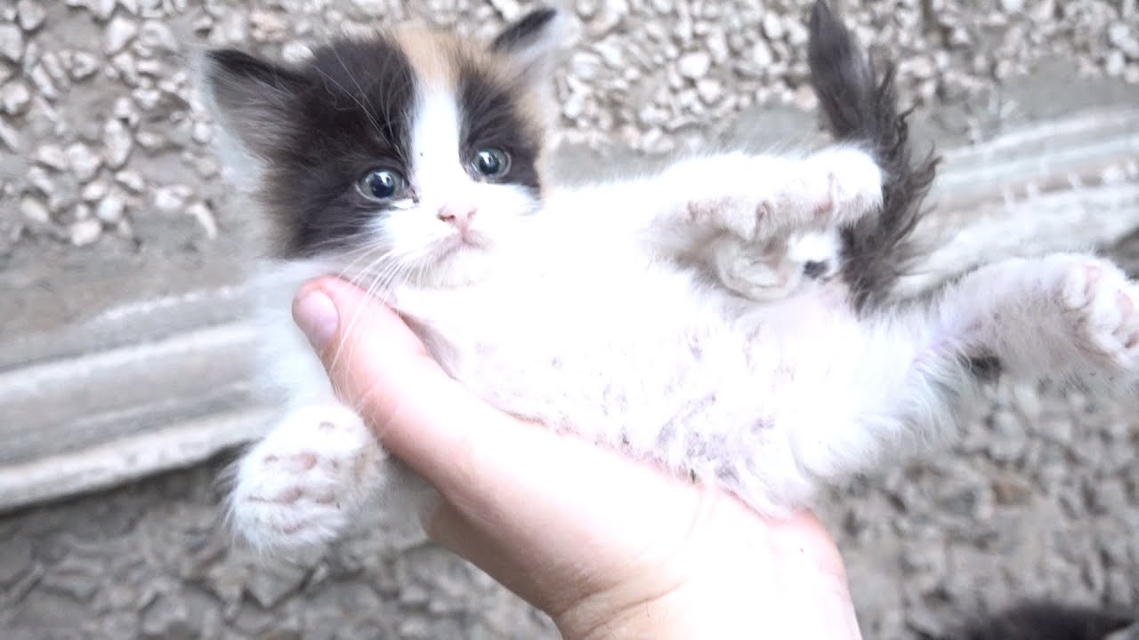Calico baby kittens hiding in a hole