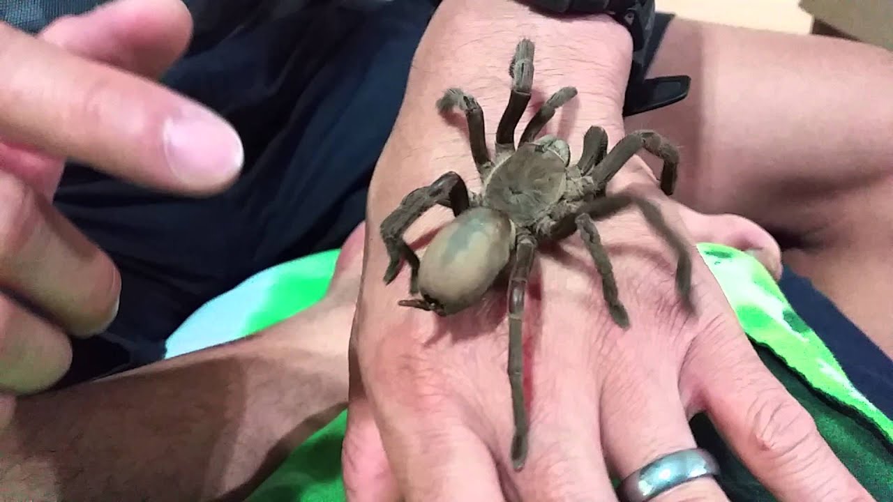 Handling of Australian Tarantula - Phlogius sp. 