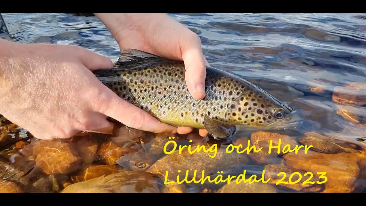 Öring och Harr i Lillhärdal/Sveg