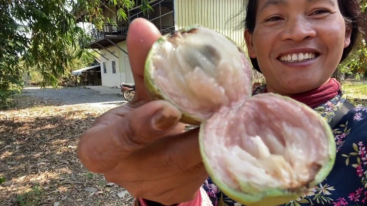 ថ្ងៃនេះរៀបចំដាក់របងផ្ទះ Today, we are preparing to put up the fence.