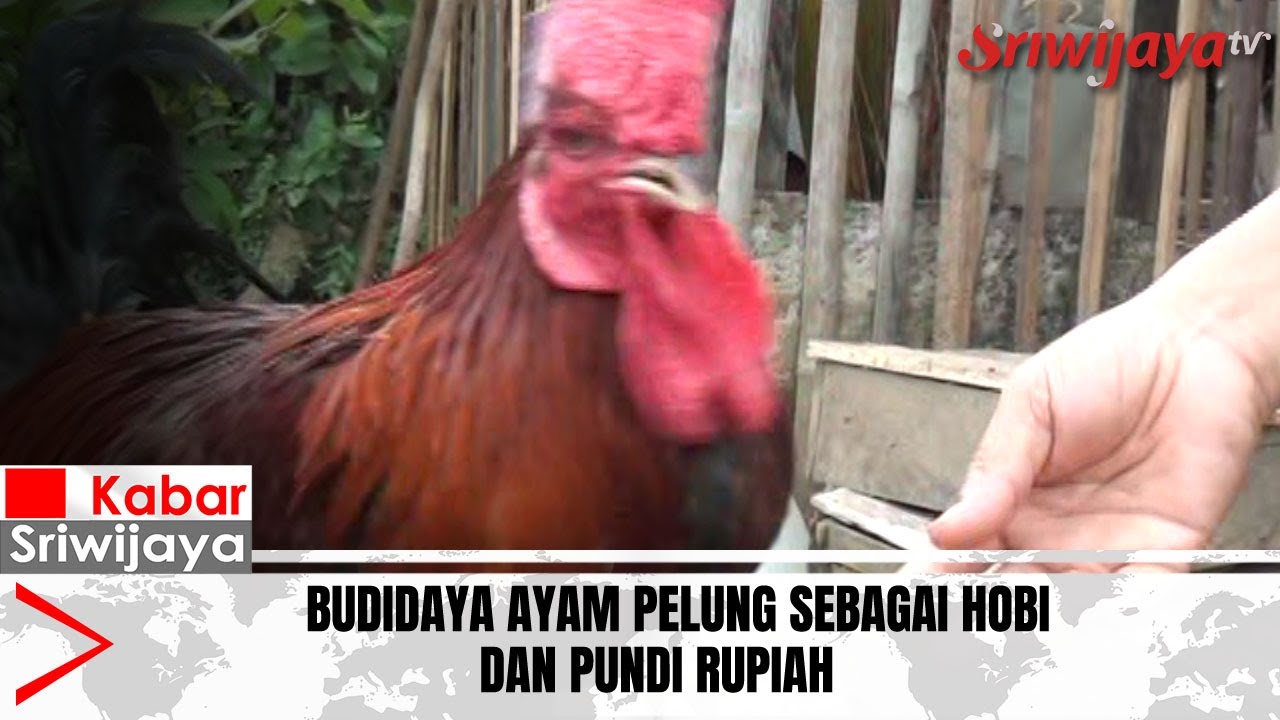 Budidaya Ayam Pelung Sebagai Hobi Dan Pundi Rupiah