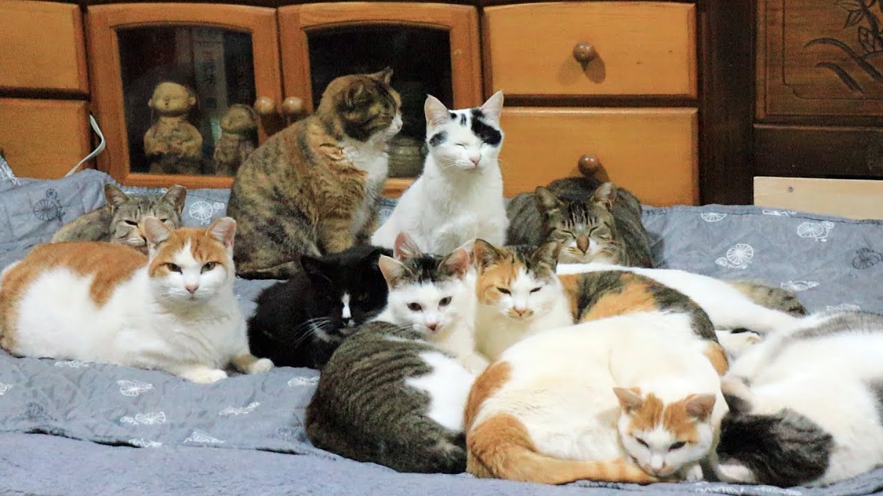 Cat's Family Gathered On An Electric Blanket