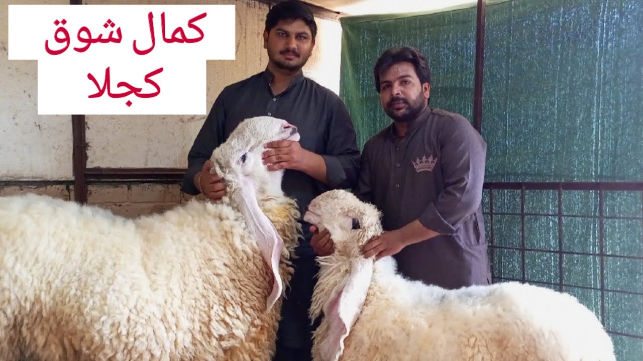 Kajla Chatra|72 wali Breed|Adil Bhi k Shoq|Kajla Setup|Mian G Official|