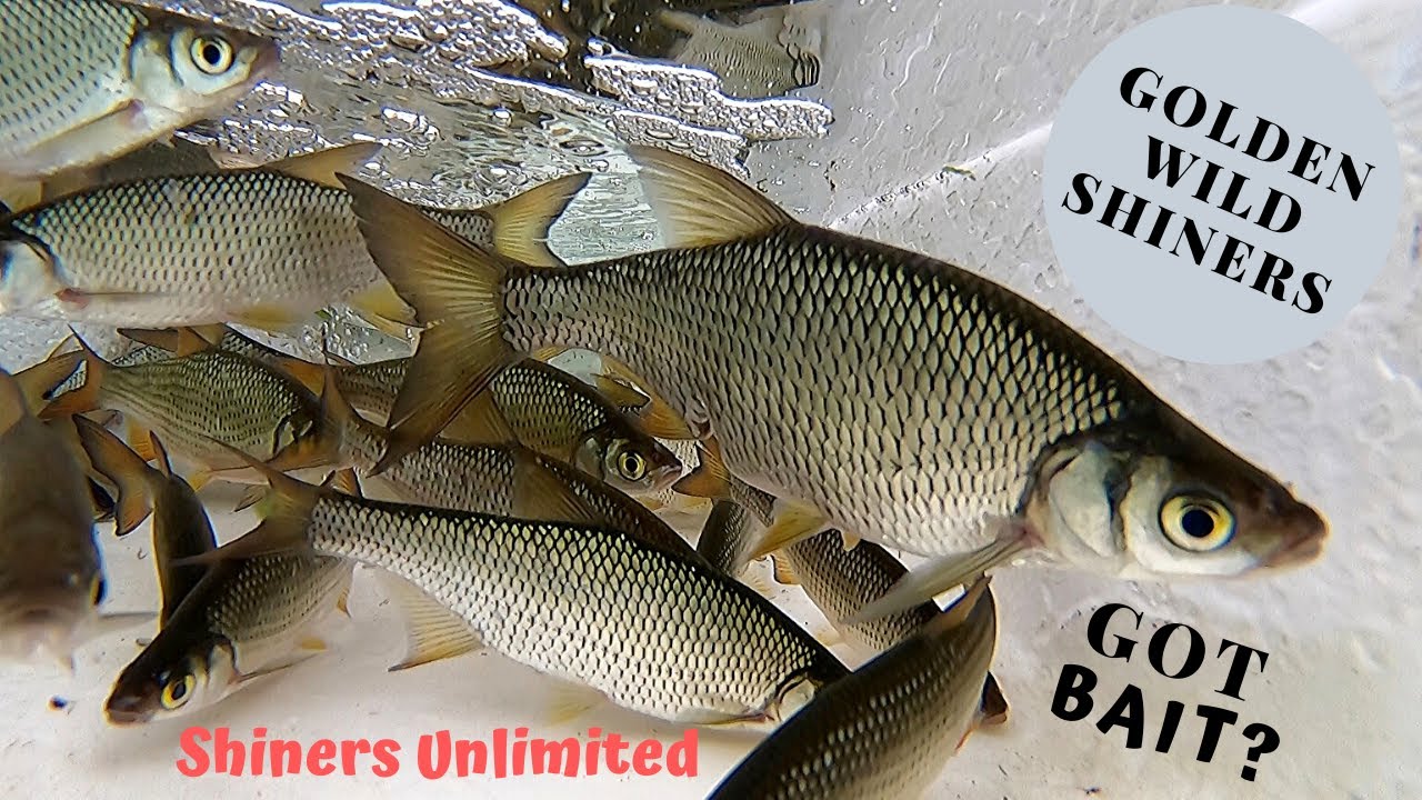 WILD SHINERS RECEIVING AND CARE