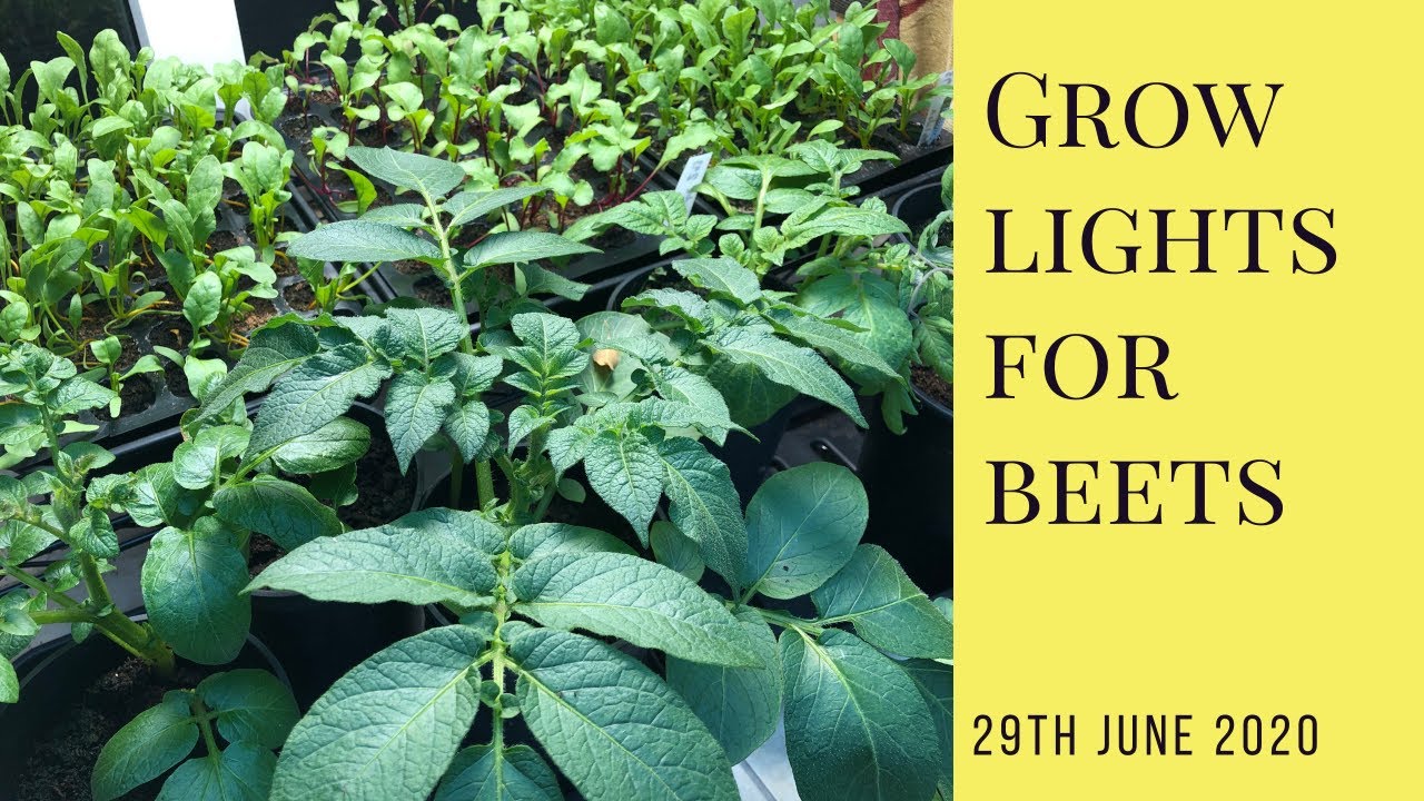 Mars Hydro SP150  Grow light test results with beetroot