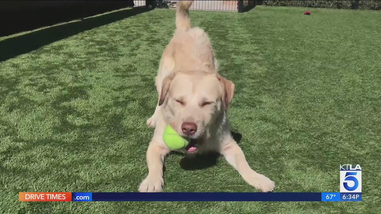 Grand jury raises concerns about OC Animal Care's policies