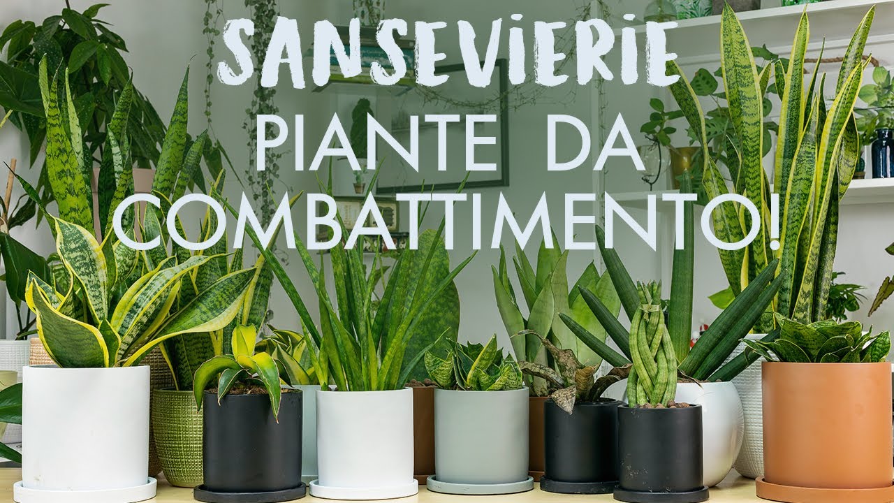 Sansevierie, piante da combattimento! Come prendersene cura dalla a alla z