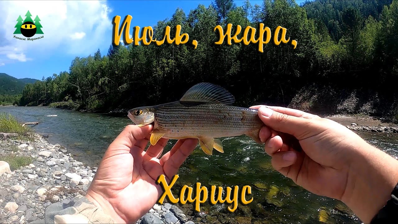 Июль, жара, хариус (часть 1)