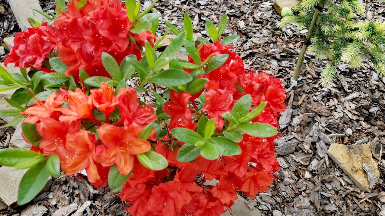 Редкие хвойные, приросты!🤩Обзор! 3.06.2025г #сад #garden