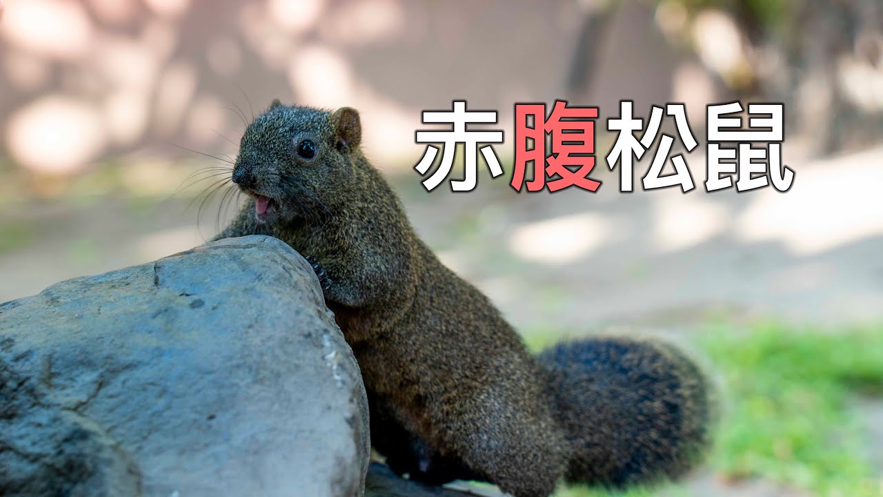你了解 ？城市萌松鼠嗎？赤腹松鼠 /到底是樹木殺手？！ 還是森林改造者！ / 說自然
