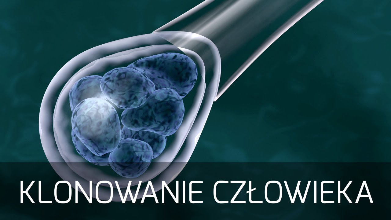 Kopiuj, wklej - klonowanie człowieka | prof. Stanisław Cebrat